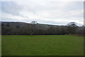 SX4971 : Devon pasture by N Chadwick