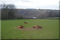 Cattle at rest