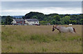 Horse next to the Leeds and Liverpool Canal