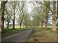 The Avenue leaving Wighill