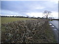 Hedgerow by the A37, Stone