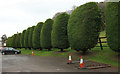 Trees by the car park, Brookleaze