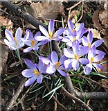 TG2008 : Woodland crocuses (Crocus tommasinianus) in Section 56 by Evelyn Simak