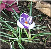 TG2008 : Variegated crocus in Section 56 by Evelyn Simak