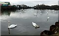 Swans on the canal