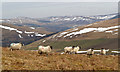 Sheep on Feuars Hill in the Yarrow Valley