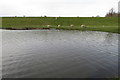 Sheep by the lake at Wolverton Mill