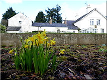 H4573 : Daffodils, Arleston House by Kenneth  Allen