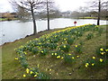 Daffodils next to a lake at Stockley Park