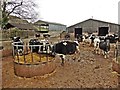ST5144 : Cattle at Hill Farm by Roger Cornfoot