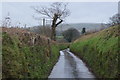 A Devon sunken lane