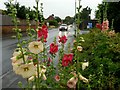 Hollyhocks by Alton Road