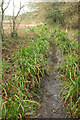 Wet footpath, Trevilling