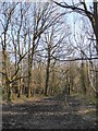 Muddy bridleway through woodland, Headley Heath