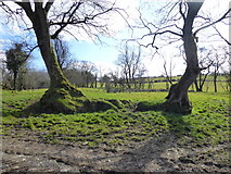 H5270 : Trees, Bancran by Kenneth  Allen