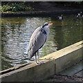 TQ2979 : Heron, St James's Park by Rudi Winter