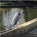 TQ2979 : Heron, St James's Park by Rudi Winter