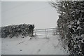 Mid Devon : Grassy Field & Gate