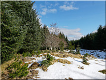 NH5987 : Forestry road in Badvoon Forest by Julian Paren