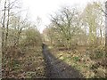 Public footpath, Congburn Woods