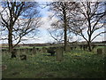 Daffodils in the churchyard, Frickley