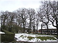 Deciduous trees and snow remnants, Croesyceiliog, Cwmbran