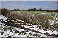 Recently laid hedge