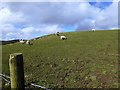 Mynydd Poeth east of Cefn Brith