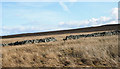 NY7241 : Dry stone wall crossing moorland by Trevor Littlewood