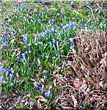 TG2008 : Siberian squill (Scilla siberica) by Evelyn Simak