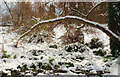 SX9064 : Snowy branch in Pretty Park by Derek Harper