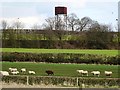 SK2231 : Sheep and water tower at Hoon Mount by Ian Calderwood