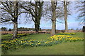 Daffodils next to Crosbie Kirkyard