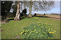 Daffodils by the Kirkyard