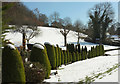 SX8963 : Row of conifers in the snow, Cockington by Derek Harper