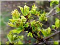 Hawthorn buds