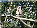 Jay in Norwich Earlham cemetery