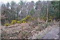 Roadside gorse and woodland