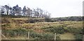 Shelter belt near Leod Lower Quarry