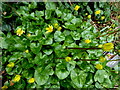 H4672 : Celandine Plants, Omagh by Kenneth  Allen