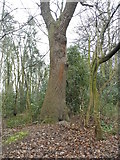 TL9994 : Tree on Longmeadow Plantation by David Howard