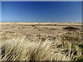 NZ5526 : Sand dunes at Coatham Sands by Graham Hogg