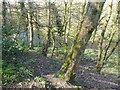 Goyt through trees