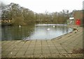 Pond beside Milngavie Library