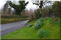 Daffodils on bank at corner of Malthouse Close