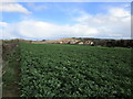 Oilseed rape and houses at Pickburn