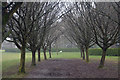 Whipsnade : Tree Cathedral