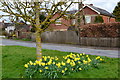 Daffodils of the green at Old Alresford