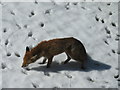 NT2470 : Thirsty Fox by M J Richardson