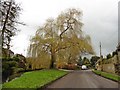 Massive willow tree on Rimpton Road